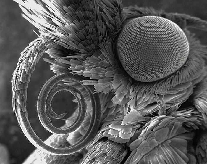 Random Things Through An Electron Microscope (21 pics)