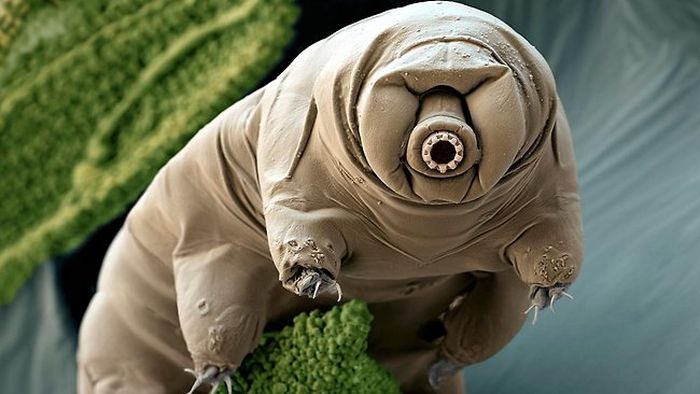 Random Things Through An Electron Microscope (21 pics)