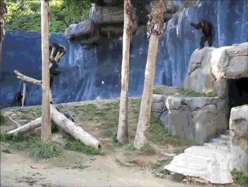 Acid Gifdump, June 10, 2014 (25 gifs)