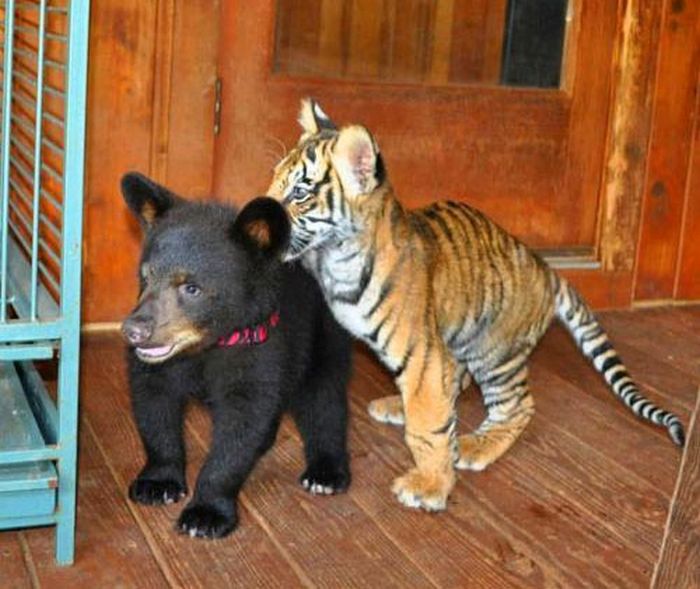 A Lion A Tiger And A Bear Become Best Friends (9 pics)