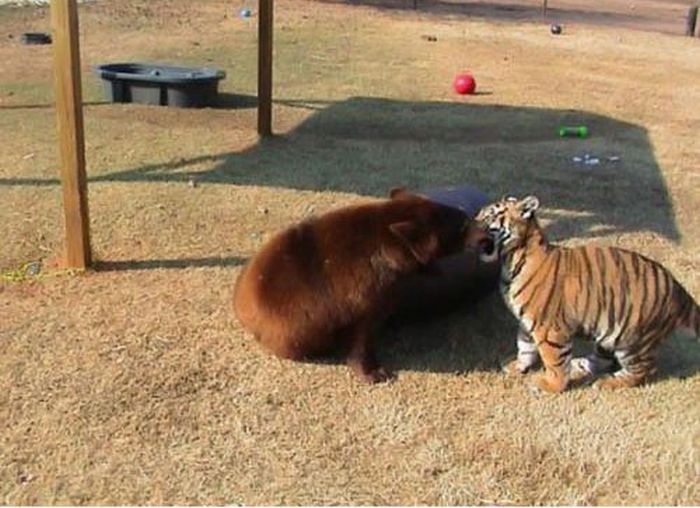 A Lion A Tiger And A Bear Become Best Friends (9 pics)