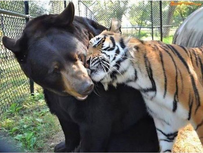 A Lion A Tiger And A Bear Become Best Friends (9 pics)