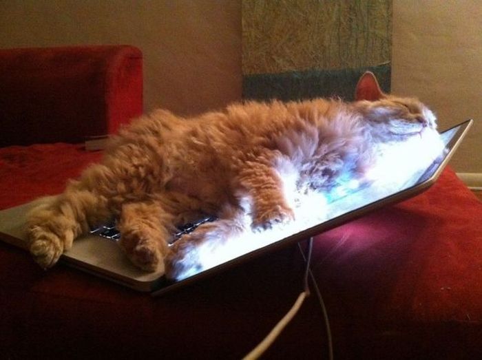Acid Picdump (104 pics)