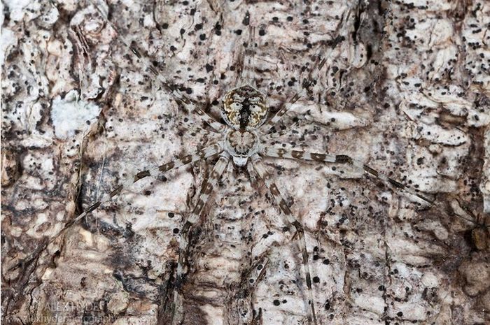 Can You Find These Camouflaged Animals (38 pics)