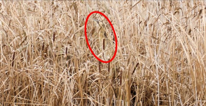 Can You Find These Camouflaged Animals (38 pics)