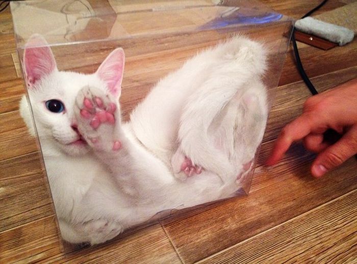 This Poor Cat Is Trapped In A Box (8 pics)