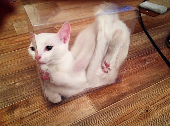 This Poor Cat Is Trapped In A Box (8 pics)