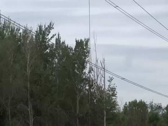 Cutting Trees Near Power Lines