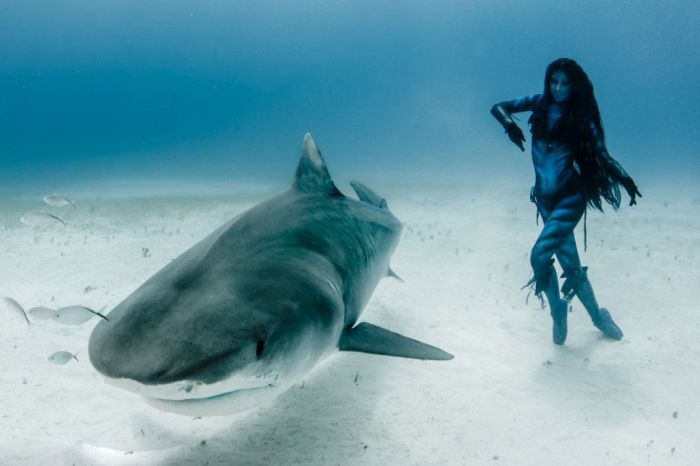 Amazing Underwater Photoshoot With A Shark (13 pics)