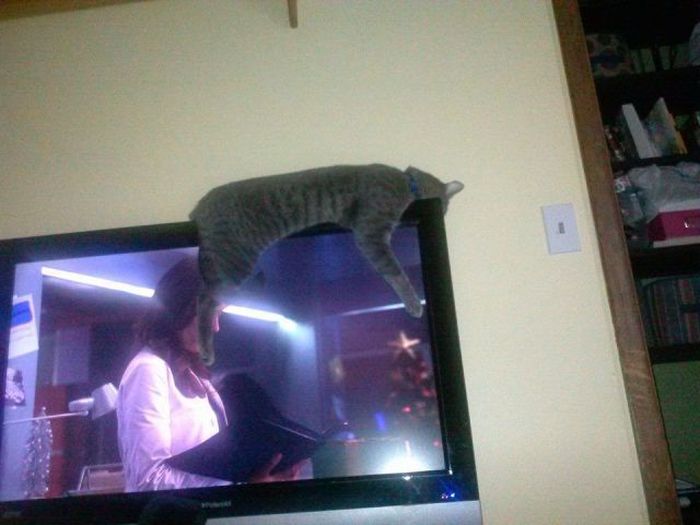 Acid Picdump (105 pics)