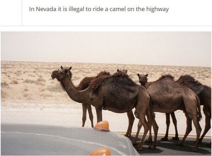 The Stupidest Driving Laws You Never Knew Existed (25 pics)