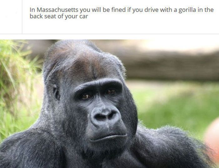 The Stupidest Driving Laws You Never Knew Existed (25 pics)