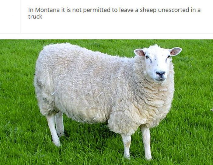 The Stupidest Driving Laws You Never Knew Existed (25 pics)
