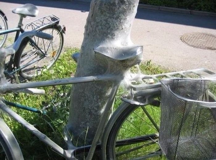This Bike Now Belongs To The Bugs (7 pics)