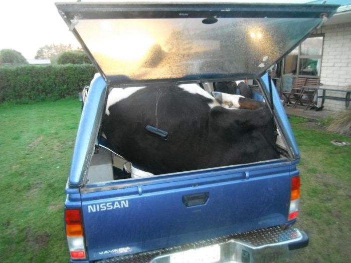 This Is How You Pack A Cow In Your Truck (4 pics)