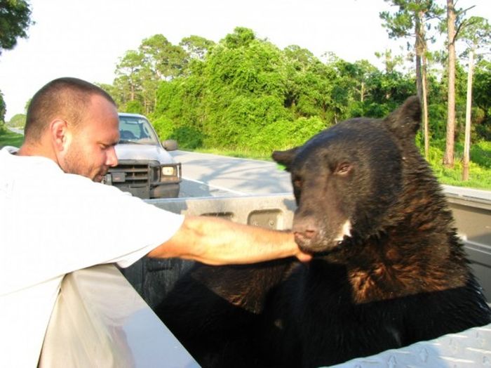 Man Saves One Of The Most Dangerous Animals (16 pics)