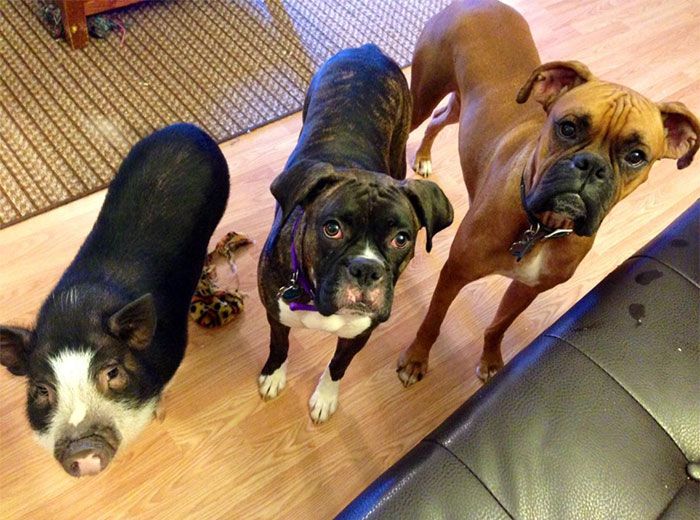 This Pig Is Just One Of The Dogs (6 pics)