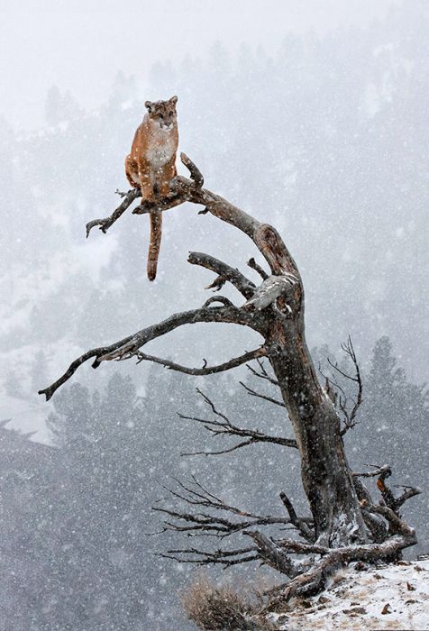 The Most Epic Animal Pictures Ever (41 pics)