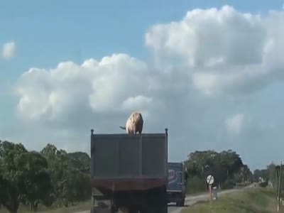 This Pig Knows How To Fly