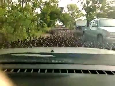 A Lot Of Ducks Crossing The Road