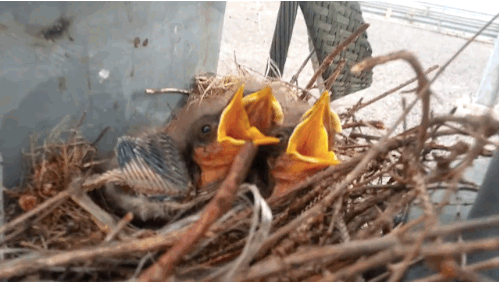 These Birds Are Ready For Dinner (2 gifs)