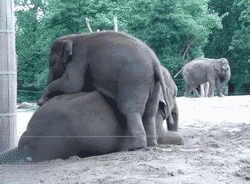 Fall In Love With These Baby Elephants (17 pics)
