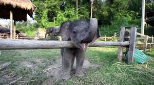 Fall In Love With These Baby Elephants (17 pics)