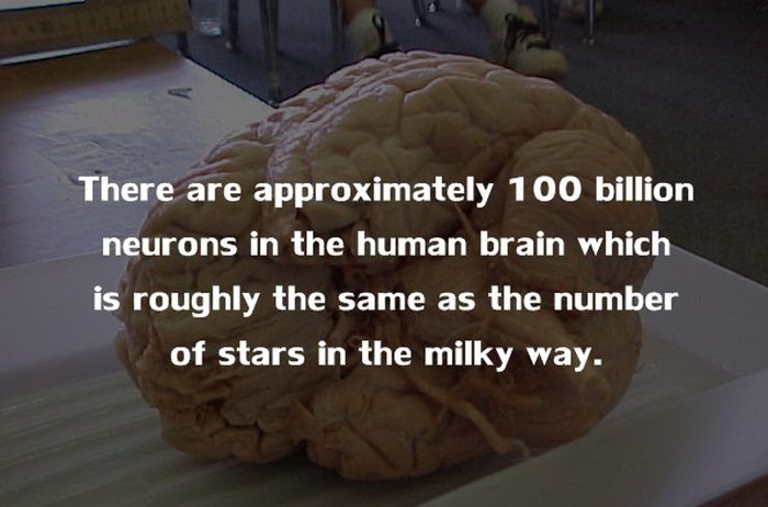 Crazy Things You Didn't Know About The Human Body (20 pics)