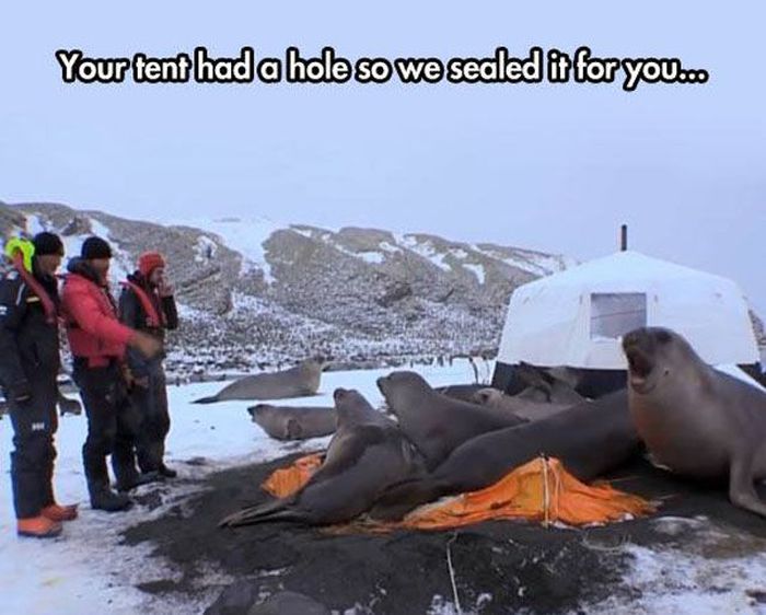 It's Hard Not To Laugh At These Puns (42 pics)