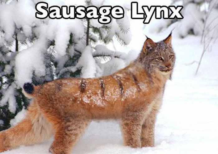 It's Hard Not To Laugh At These Puns (42 pics)