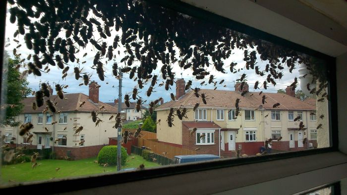The Bees Are Taking Over The House (17 pics)