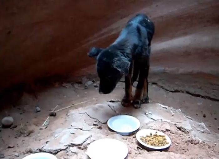 Puppy Gets Rescued From A Canyon (10 pics)