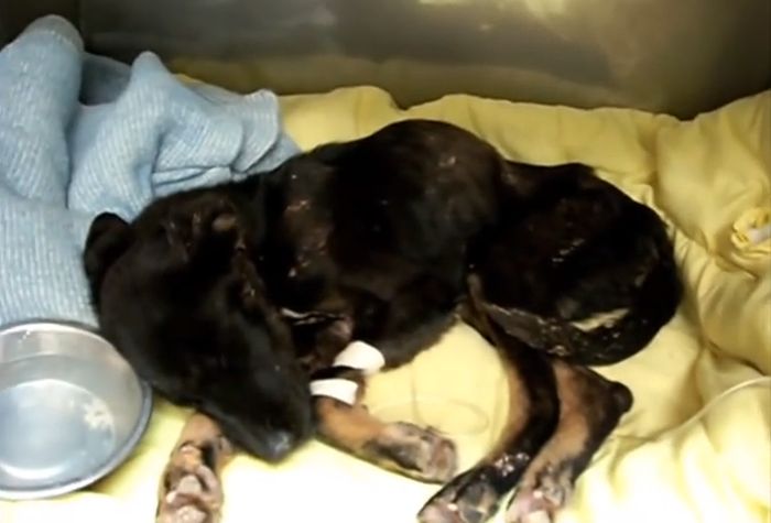 Puppy Gets Rescued From A Canyon (10 pics)