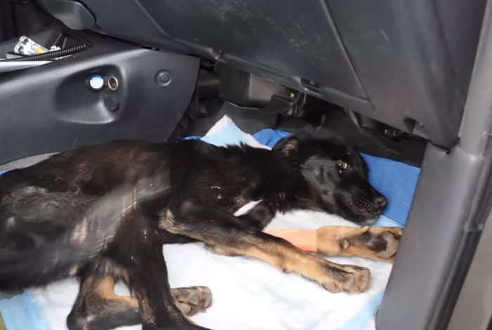 Puppy Gets Rescued From A Canyon (10 pics)