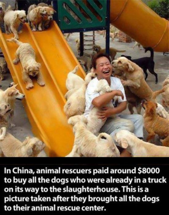 Proof That Animals And Humans Need Each Other (26 pics)