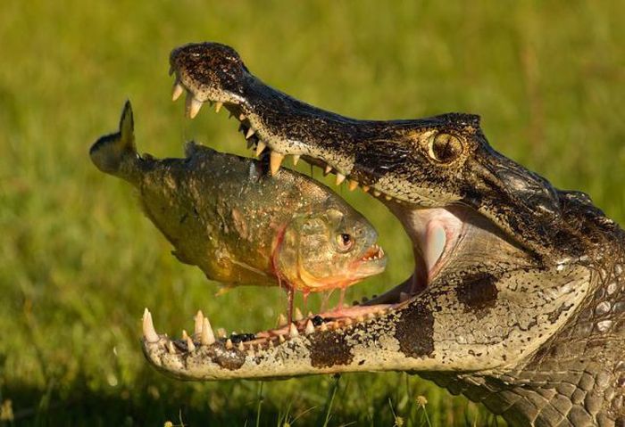 At the Right Moment. Part 35 (46 pics)