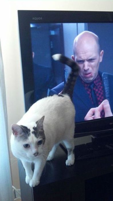 At the Right Moment. Part 35 (46 pics)