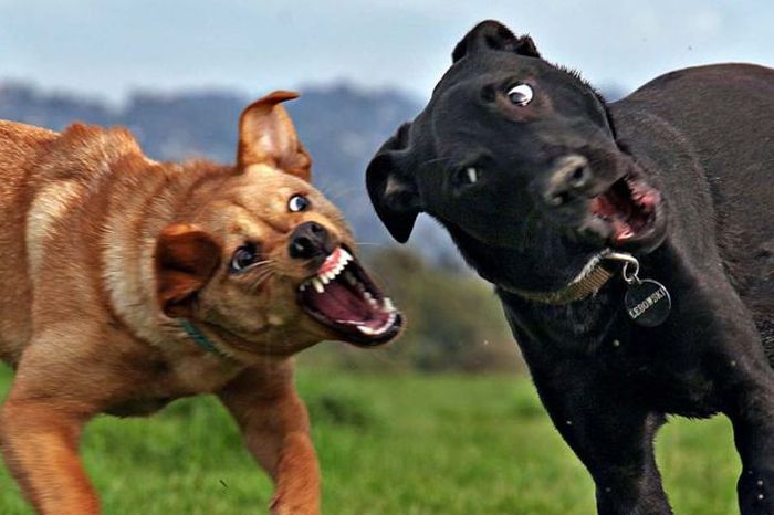 At the Right Moment. Part 35 (46 pics)