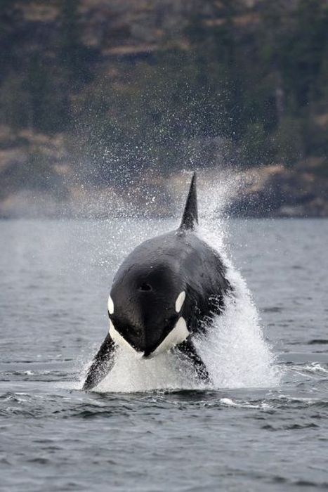 At the Right Moment. Part 35 (46 pics)