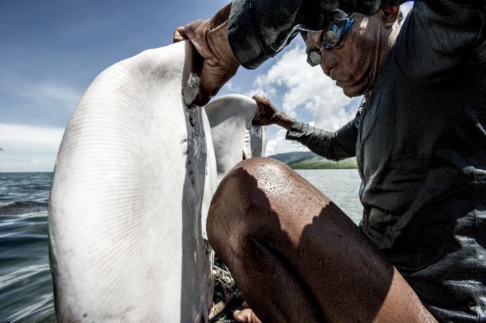 A Life On The Sea (43 pics)