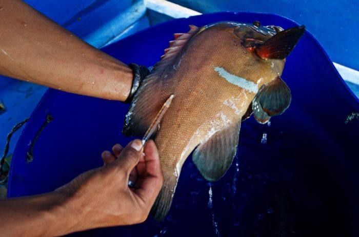 A Life On The Sea (43 pics)