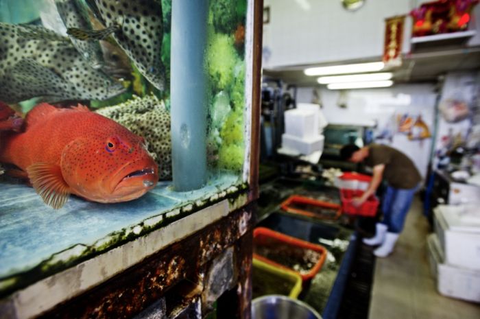 A Life On The Sea (43 pics)
