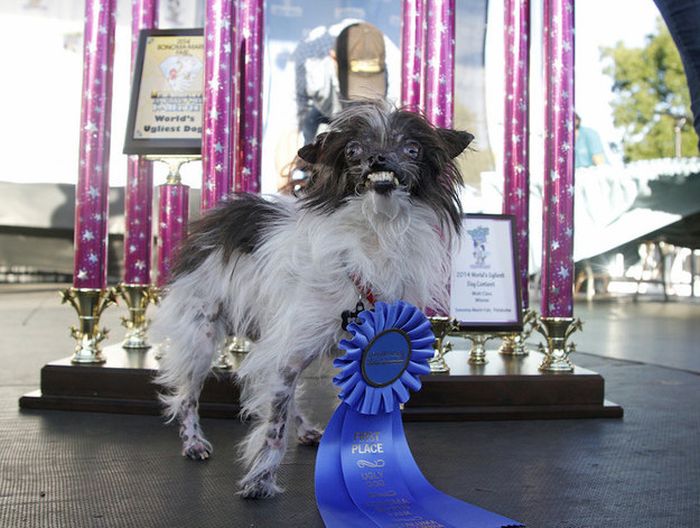 This Dog Won A Ribbon For Being Ugly (6 pics)