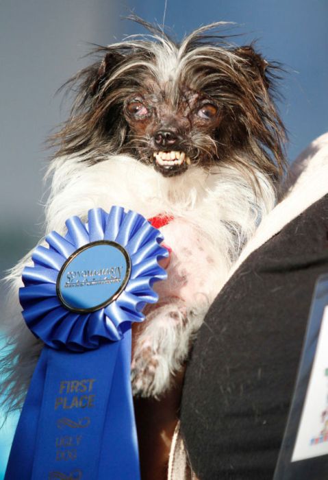 This Dog Won A Ribbon For Being Ugly (6 pics)