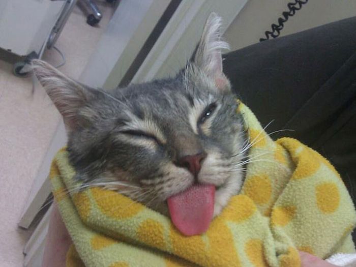 Cats Going Derp For Days (25 pics)