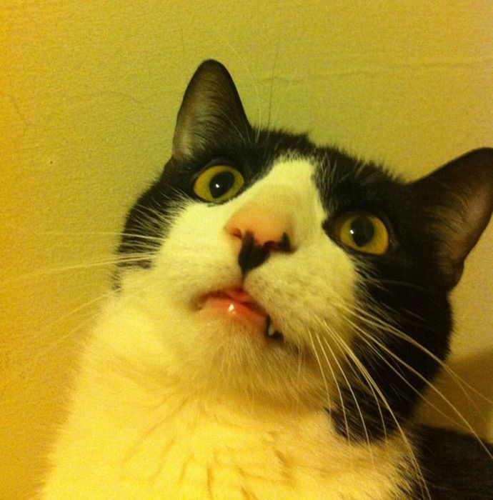 Cats Going Derp For Days (25 pics)