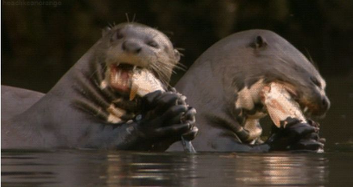 These May Be The Coolest Otters Ever (22 gifs)