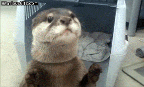 These May Be The Coolest Otters Ever (22 gifs)