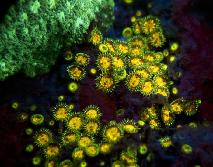 Coral Reefs Look Stunning Under UV Light (23 pics)