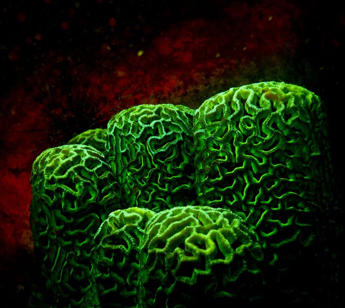 Coral Reefs Look Stunning Under UV Light (23 pics)